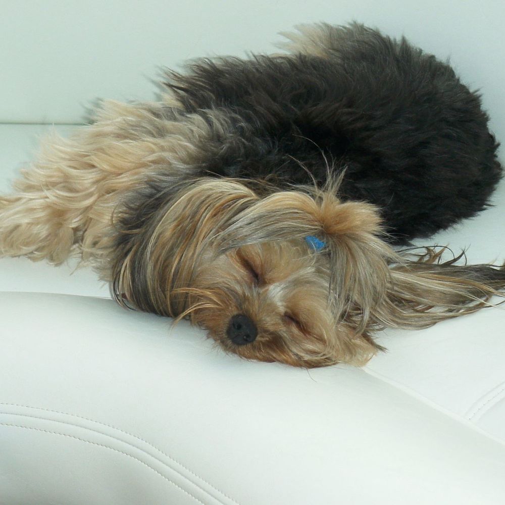 Meet your Posher, Tiger